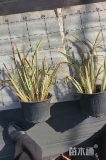 高度30厘米花叶玉蝉花