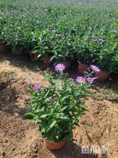 高度15厘米紫菀