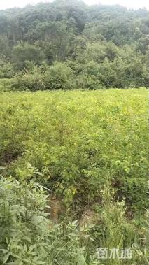 高度80厘米乌桕小苗