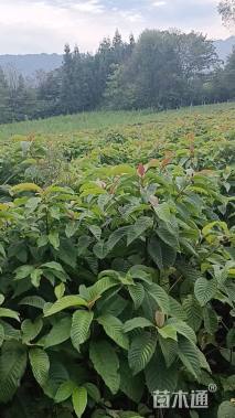 1.5公分喜树