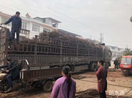 1公分五月脆李子苗