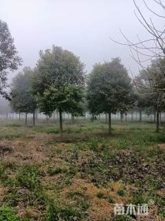 14公分大叶女贞