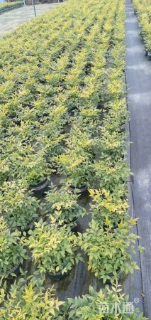 高度25厘米柠檬黄南天竹