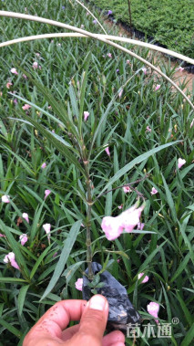 高度25厘米翠芦莉