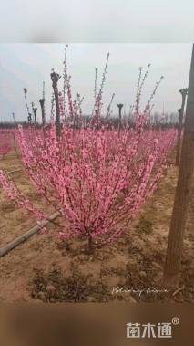 高度1厘米丛生榆叶梅