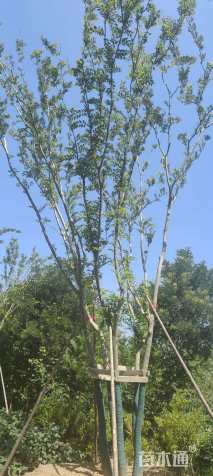 60公分(5杆)丛生朴树