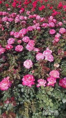 高度45厘米月季