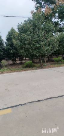 高度300厘米丛生紫薇