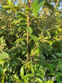 高度120厘米赤皮青冈