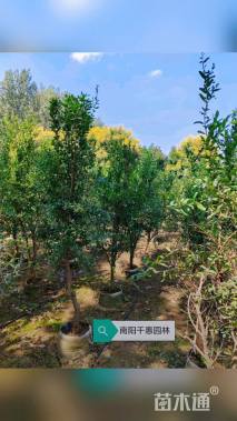 高度160厘米石榴