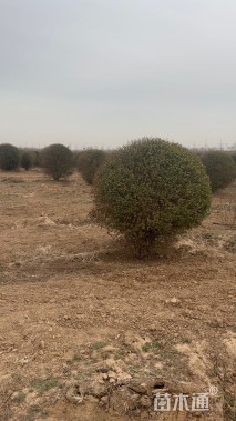 冠幅150厘米小叶女贞球