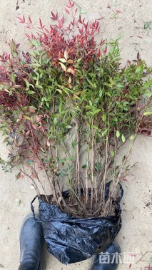 高度50厘米南天竹