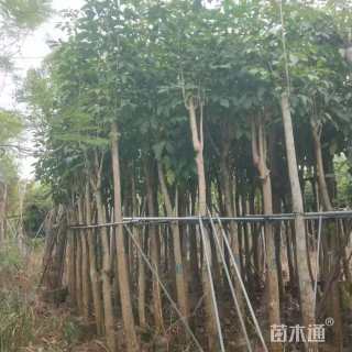 10公分红花风铃木