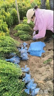 高度30厘米小叶黄杨