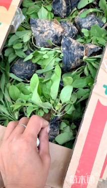 高度20厘米兰花鼠尾草