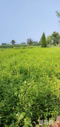 高度40厘米棣棠