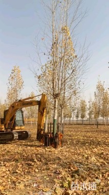 25公分速生法桐