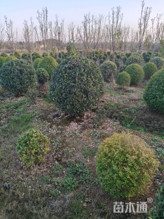 冠幅150厘米大叶黄杨球