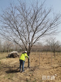 15公分染井吉野樱