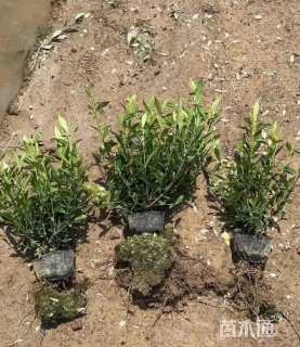 高度30厘米中叶栀子