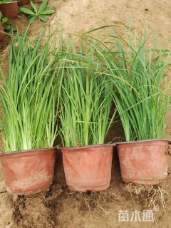 高度40厘米马莲