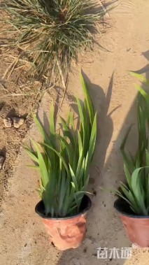 高度20厘米鸢尾