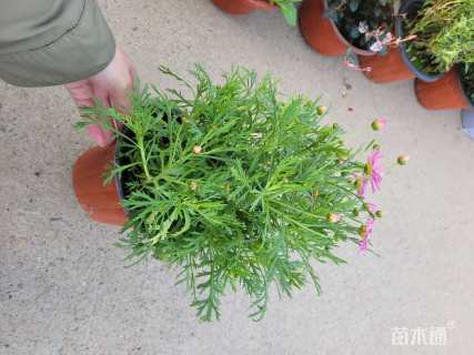 30厘米玛格丽特花