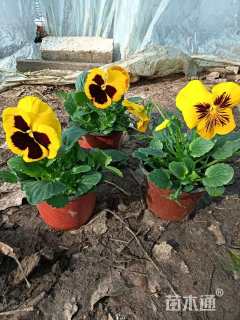 高度10厘米角堇