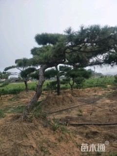 25公分造型松