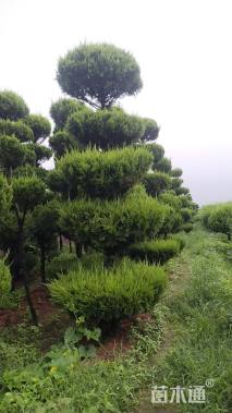 冠幅150厘米龙柏球