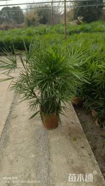 裸干高50厘米棕竹