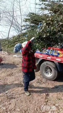 高度100厘米北海道黄杨