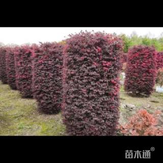 高度150厘米红花继木柱