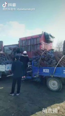 高度100厘米红瑞木
