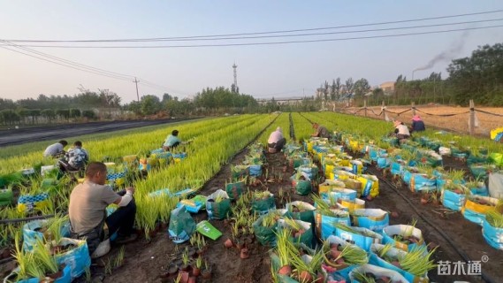 高度20厘米黄菖蒲