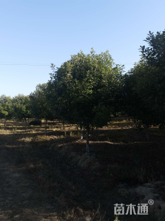 15公分黄山栾树