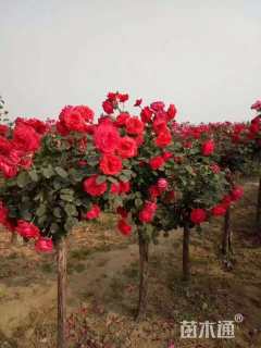 高度120厘米月季