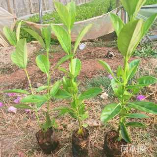 高度30厘米欧洲荚蒾