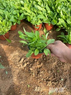 高度10厘米鼠尾草