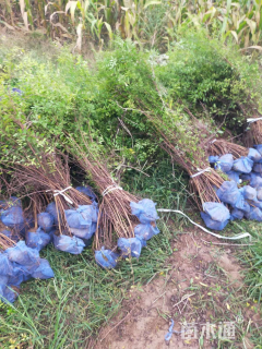 高度150厘米珍珠绣线菊