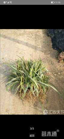 高度20厘米金边阔叶麦冬