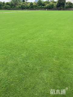 草块状夏威夷草