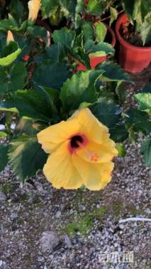 高度30厘米大红花