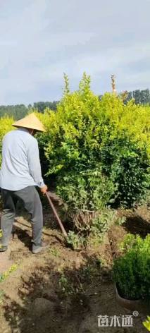 冠幅130厘米金叶女贞球