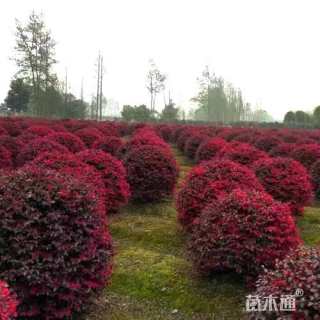 冠幅80厘米红花继木球