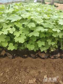 高度10厘米飞燕草