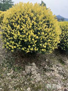 冠幅150厘米金禾女贞球
