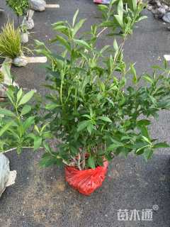 高度50厘米黄金条