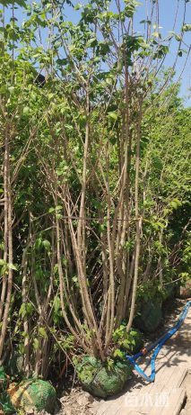 高度300厘米蜡梅