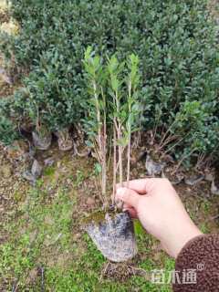 高度20厘米直立冬青